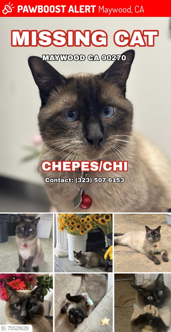 Lost Male Cat last seen Atlantic Blvd, Maywood, CA 90270