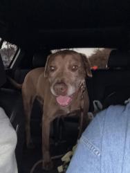 Reunited Male Dog last seen 13th and Henderson, Seattle, WA 98106