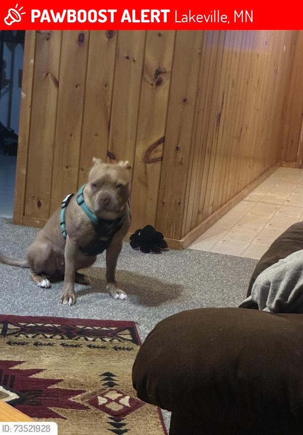Lost Female Dog last seen Birch lane, Lakeville, MN 55044