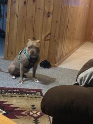 Lost Female Dog last seen Birch lane, Lakeville, MN 55044