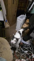 Reunited Male Cat last seen Bay and Palm Dr Montverde, Montverde, FL 34756