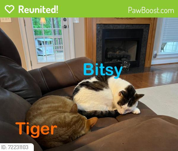 Reunited Male Cat last seen Houston valley rd, Ringgold, GA 30736