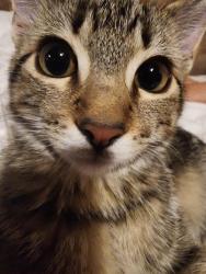 Reunited Female Cat last seen Near Bayview Canal, Airdrie, AB T4B 0B1