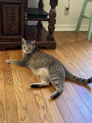 Lost Male Cat last seen The Crossing on Pete Ellis, Bloomington, IN 47408