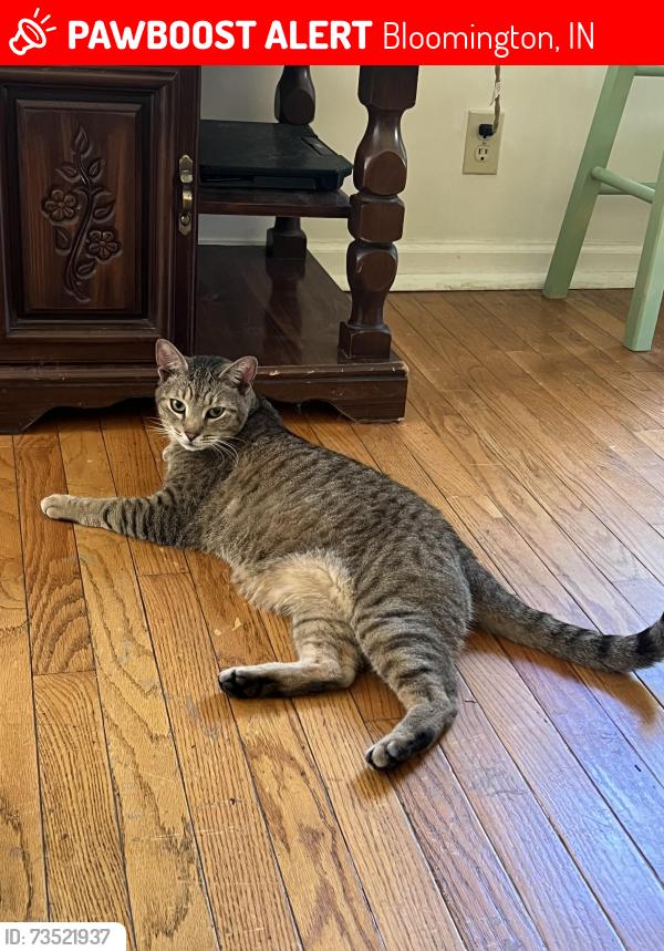 Lost Male Cat last seen The Crossing on Pete Ellis, Bloomington, IN 47408