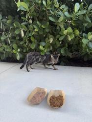 Found/Stray Female Cat last seen All aboard animal hosp, Pompano Beach, FL 33060