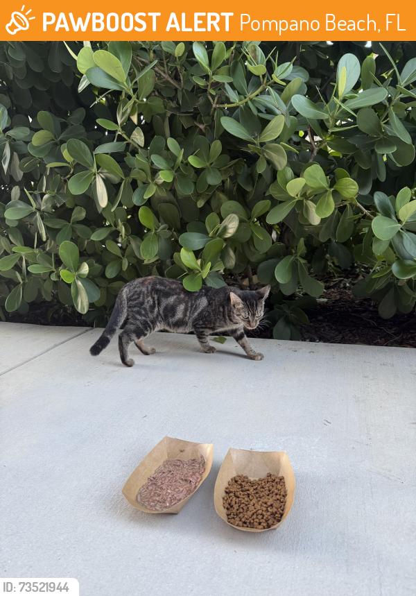 Found/Stray Female Cat last seen All aboard animal hosp, Pompano Beach, FL 33060