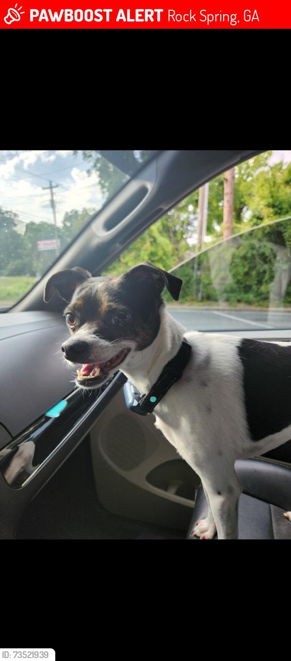 Lost Male Dog last seen Near Brutis Dr Rock Spring GA, Rock Spring, GA 30739