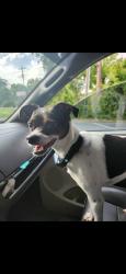 Lost Male Dog last seen Near Brutis Dr Rock Spring GA, Rock Spring, GA 30739