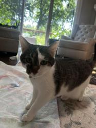 Reunited Female Cat last seen 91st and Sheridan, Tulsa, OK 74137