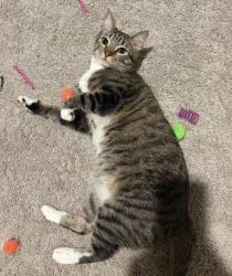 Reunited Male Cat last seen SE DARLING & SE WILLOUGHBY, Stuart, FL 34997