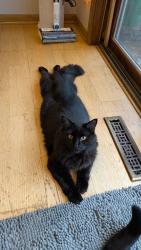 Lost Male Cat last seen Carson and Baldwin St, Perkins, Elk River, MN 55330