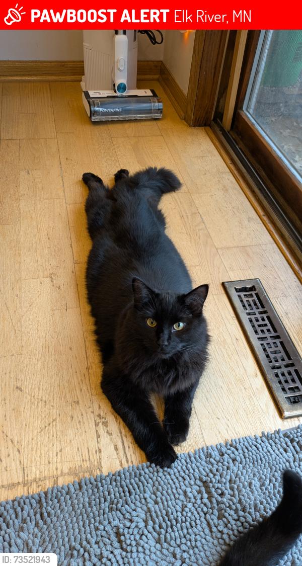 Lost Male Cat last seen Carson and Baldwin St, Perkins, Elk River, MN 55330