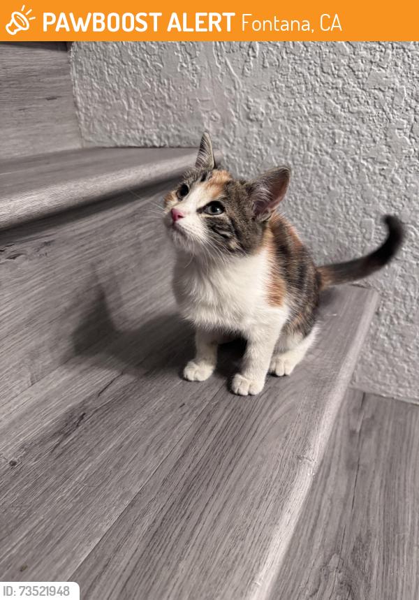 Found/Stray Unknown Cat last seen Cambria and Mango, Fontana, CA 92336