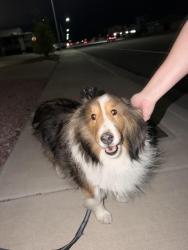 Reunited Male Dog last seen Appaloosa and sundown, Henderson, NV 89002