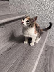 Found/Stray Unknown Cat last seen Cambria and Mango, Fontana, CA 92336