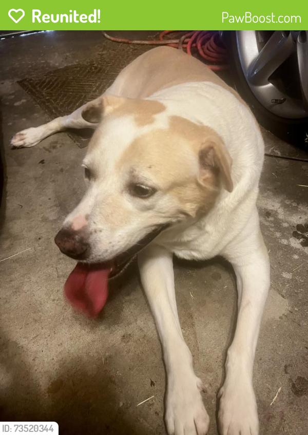Reunited Male Dog last seen 61st and Lynn Lane, Broken Arrow, OK 74012
