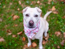 Shelter Stray Female Dog last seen Caroll Street, BROOKLYN, NY, 11231, 326 E 110th St, New York, NY 10029, USA
