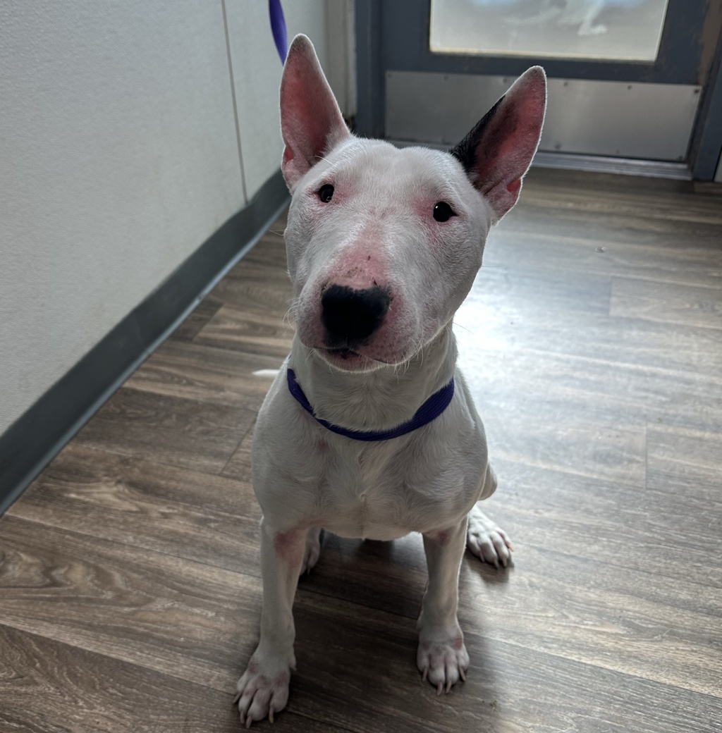 Shelter Stray Male Dog last seen Near Madrone Avenue, San Diego, CA, 92113, 5500 Gaines St, San Diego, CA 92110, USA