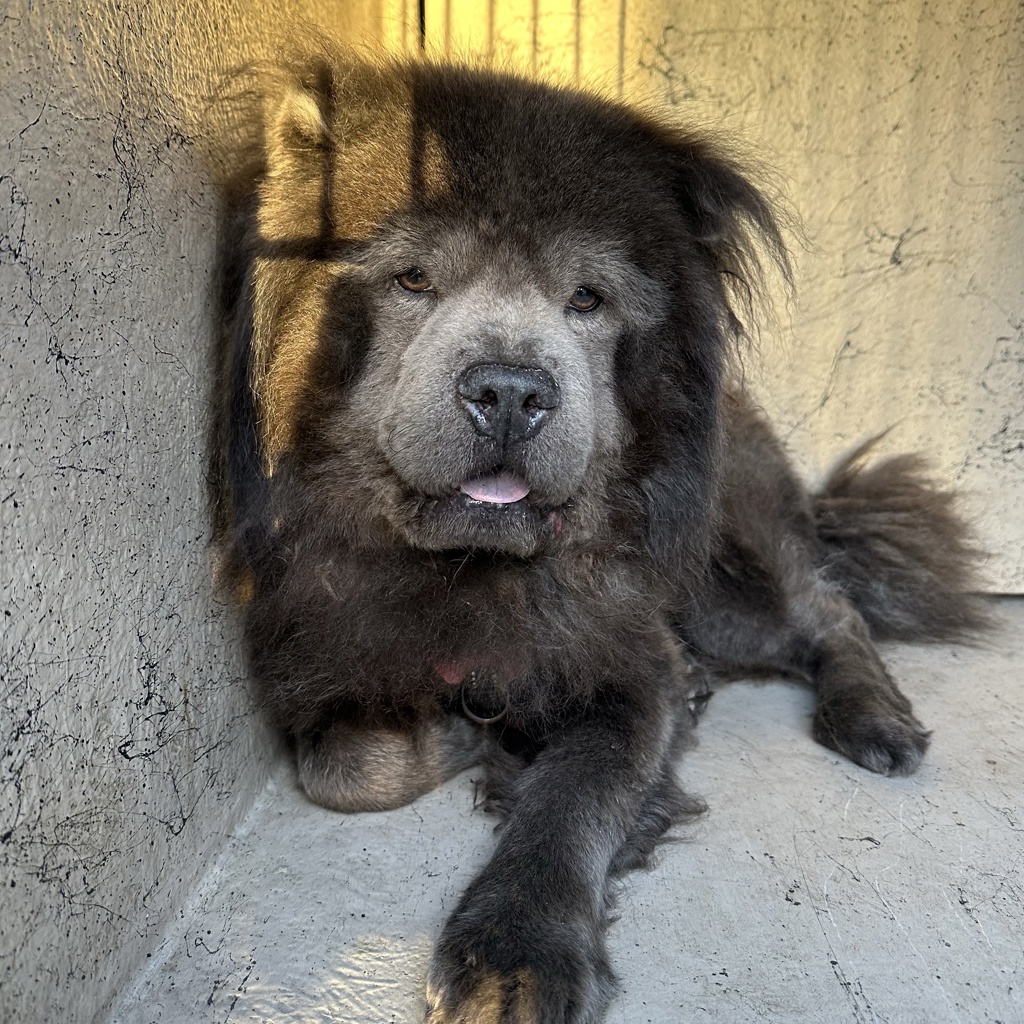 Shelter Stray Unknown Dog last seen Near 51st Street, San Diego, CA, 92114, 5500 Gaines St, San Diego, CA 92110, USA