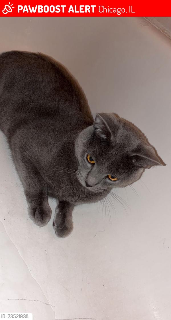 Lost Male Cat last seen Fullerton and Narraganset, Chicago, IL 60639