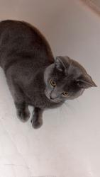 Lost Male Cat last seen Fullerton and Narraganset, Chicago, IL 60639