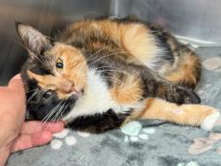 Shelter Stray Female Cat last seen Near Fort Independence Street, BRONX, NY, 10463, 326 E 110th St, New York, NY 10029, USA