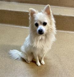 Shelter Stray Male Dog last seen Near E Vista Way, Vista, CA, 92084, Oceanside, CA 92058, USA