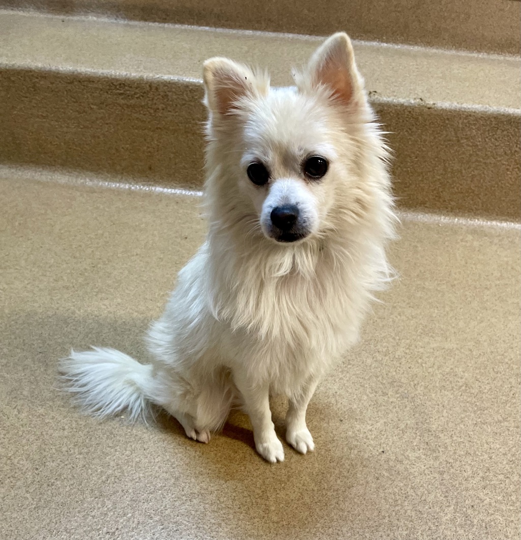 Shelter Stray Male Dog last seen Near E Vista Way, Vista, CA, 92084, Oceanside, CA 92058, USA