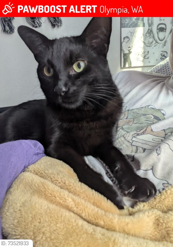 Lost Male Cat last seen Little Tuscany apmts heading towards Decatur Park, Olympia, WA 98502