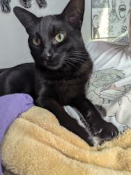 Reunited Male Cat last seen Near Fern St SW, Olympia, WA 98502, USA, Olympia, WA 98502