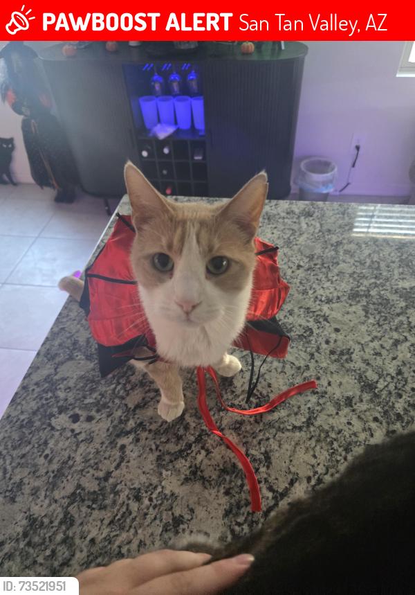 Lost Male Cat last seen Wales ranch, San Tan Valley, AZ 85140