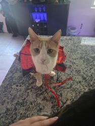 Lost Male Cat last seen Wales ranch, San Tan Valley, AZ 85140