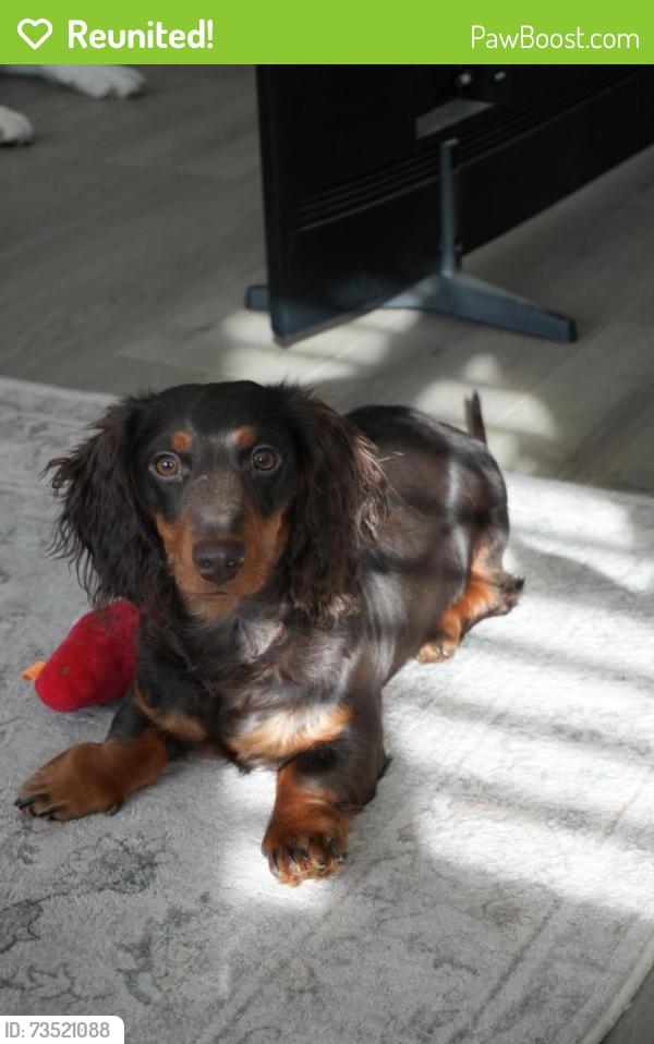 Reunited Male Dog last seen Near s 5350 w Payson Utah, Payson, UT 84651