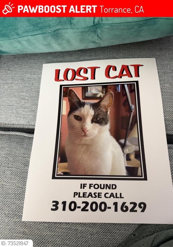 Lost Male Cat last seen 226th and Evelyn Ave, Torrance, CA 90503