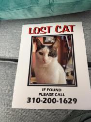Lost Male Cat last seen 226th and Evelyn Ave, Torrance, CA 90503