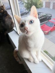 Lost Female Cat last seen Raymond Hill Rd, Newnan, GA 30265