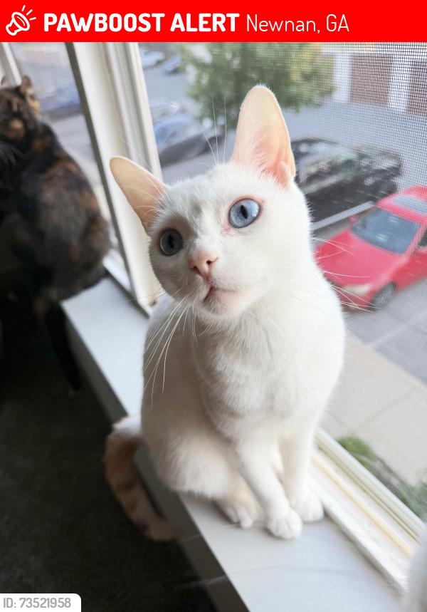 Lost Female Cat last seen Raymond Hill Rd, Newnan, GA 30265