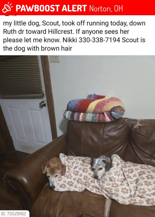 Lost Female Dog last seen Loyal Oak Tavern, Norton, OH 44203