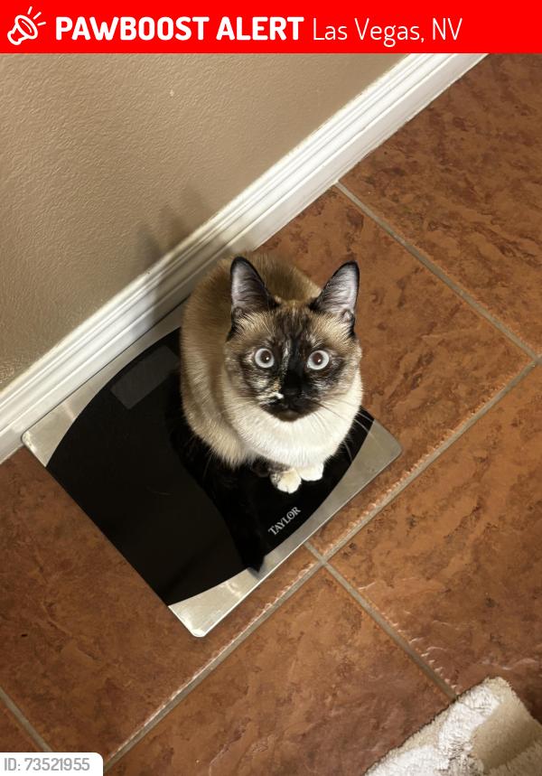 Lost Female Cat last seen Warm springs and durango, Las Vegas, NV 89148