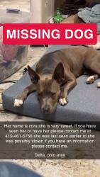 Reunited Female Dog last seen County road L, Delta, OH 43515