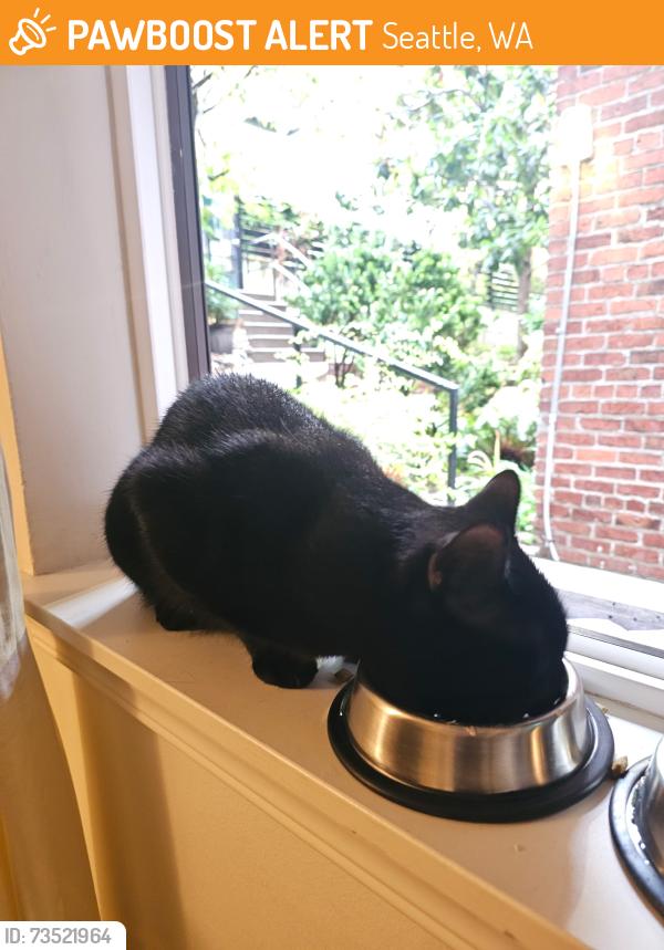 Found/Stray Male Cat last seen John street, Seattle, WA 98109