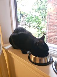 Found/Stray Male Cat last seen John street, Seattle, WA 98109