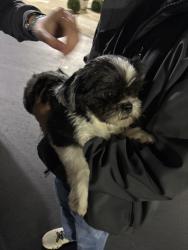 Reunited Female Dog last seen Near Madworld, Piedmont, SC 29673