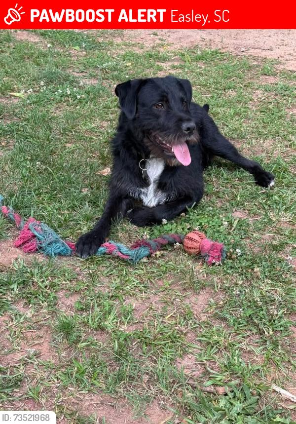 Lost Male Dog last seen Easley ymca, Easley, SC 29640