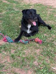 Lost Male Dog last seen Easley ymca, Easley, SC 29640