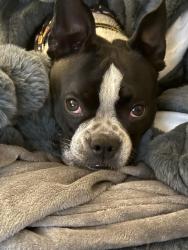 Reunited Male Dog last seen S Barrington court, Glasgow, DE 19702