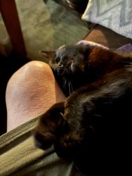 Reunited Female Cat last seen Capitol Blvd, Tumwater, WA 98501