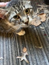 Found/Stray Male Cat last seen E 46t St S and Fremont, Independence, MO 64055