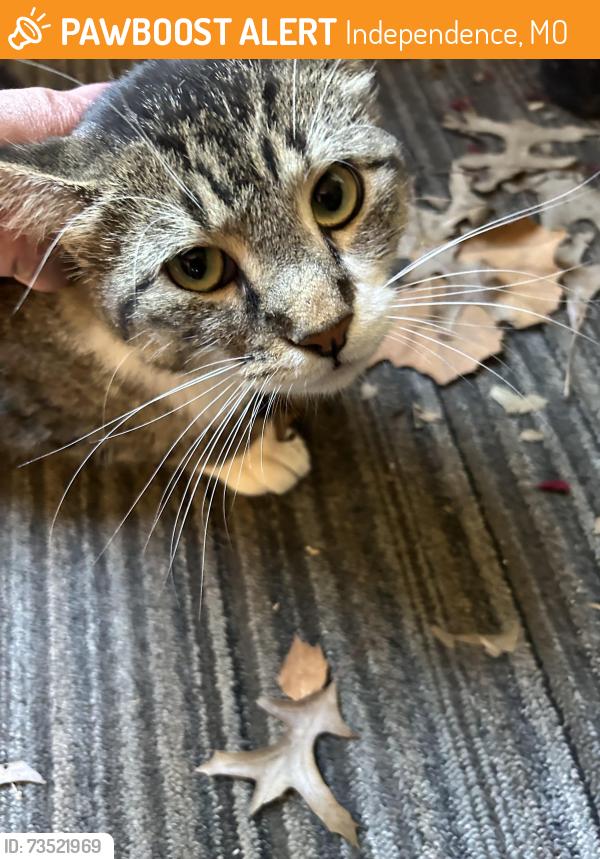 Found/Stray Male Cat last seen E 46t St S and Fremont, Independence, MO 64055
